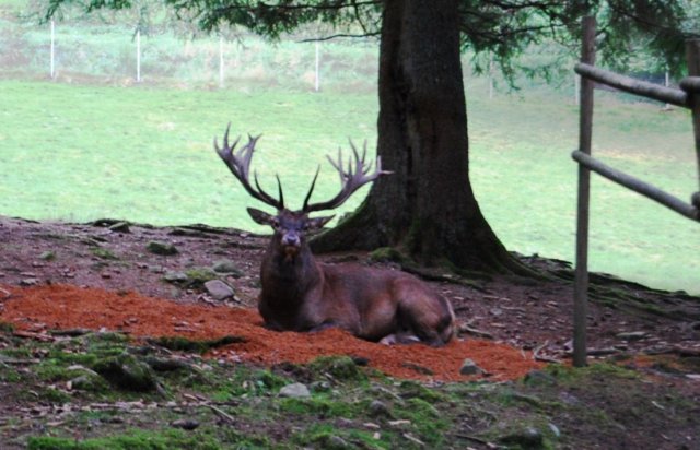 schwarzwald2009_058.jpg