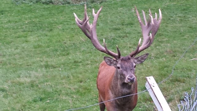 schwarzwald2014_068.jpg
