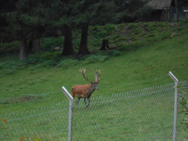 schwarzwald2014_077.jpg
