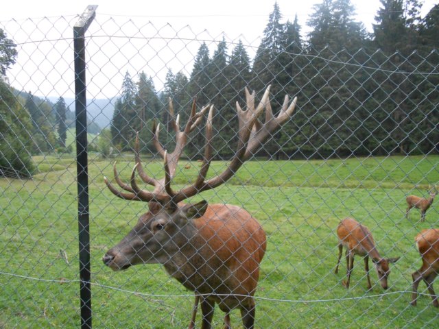 schwarzwald2014_084.jpg